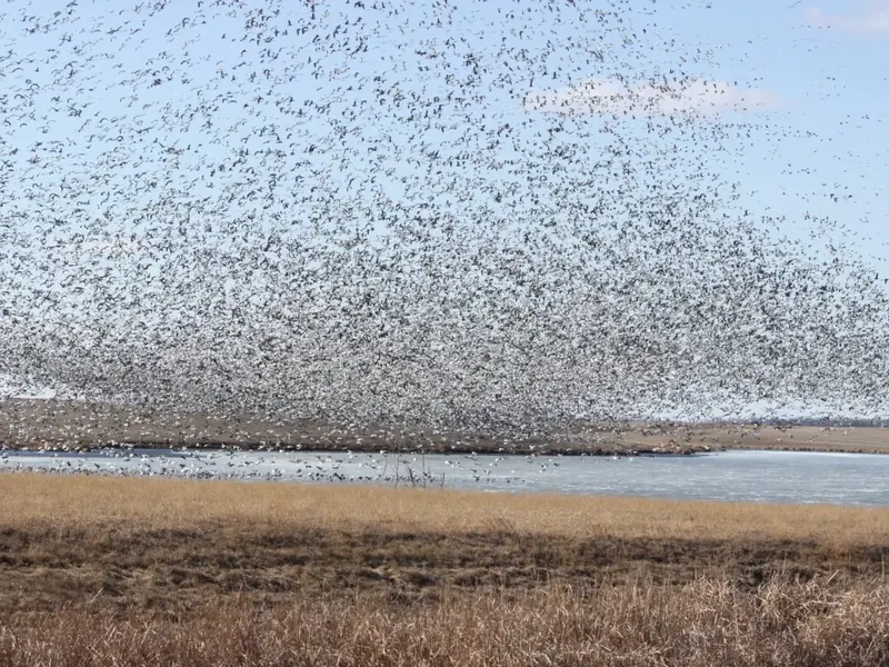 A huge flock of snow geese lifting off a prairie wetland
